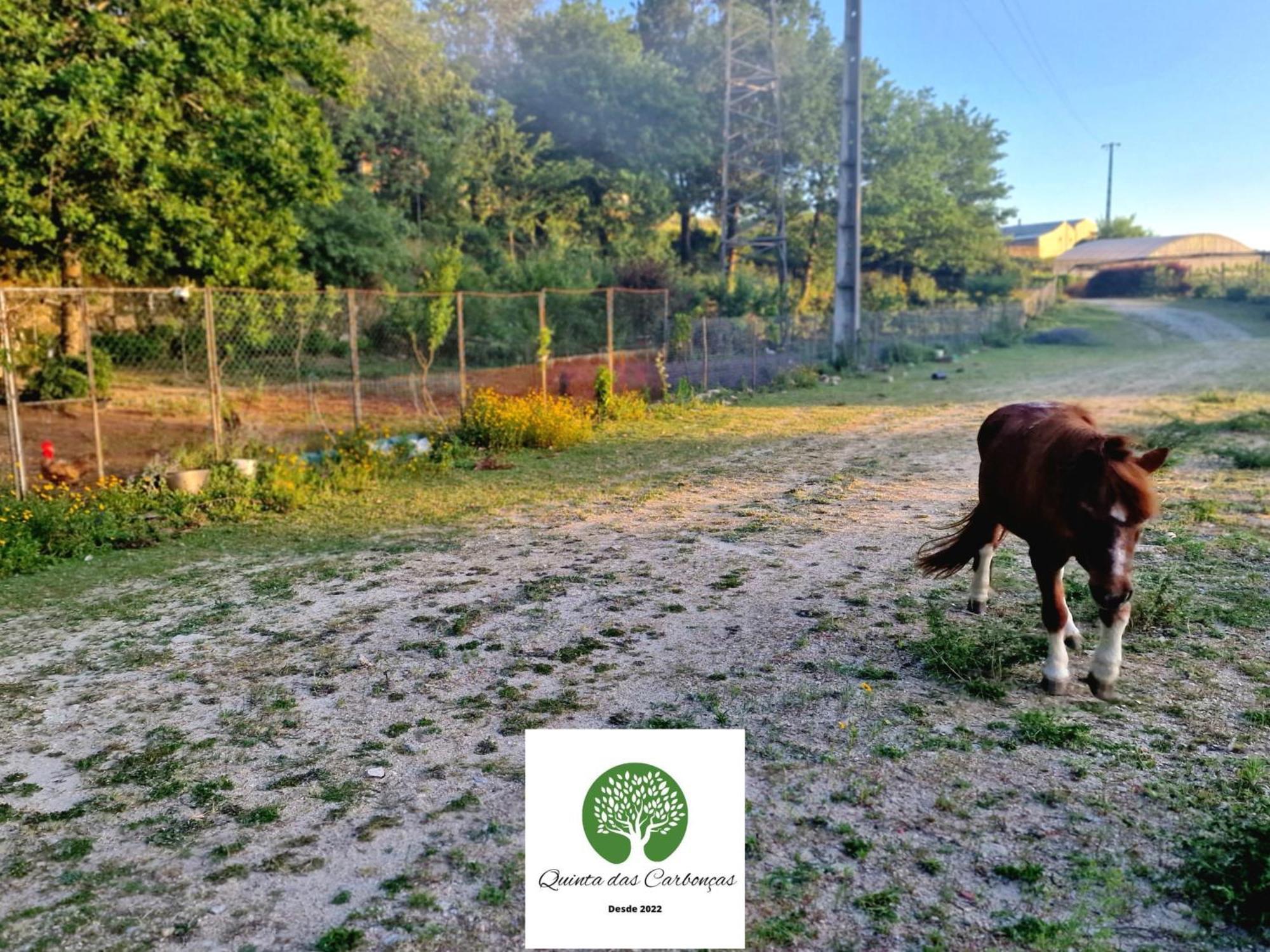 Quinta Das Carboncas Фафи Экстерьер фото